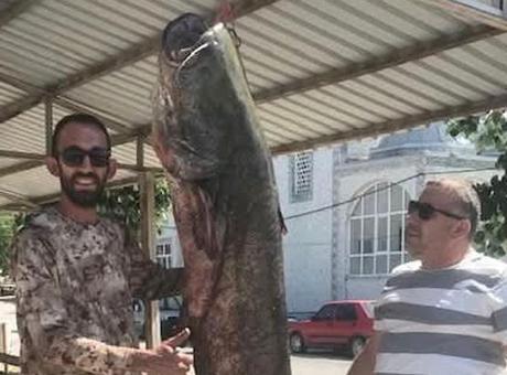 68581301582529acd0a40b64 Meriç Nehri'nde 80 kilogramlık yayın balığı yakalandı Meriç Nehri'nde yakalanan dev! Kem