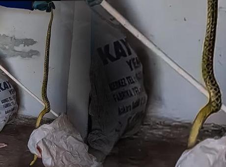 685a4add567d25582213cdea Evden çıkan dev yılan korkuttu