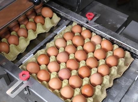 685f7300e9347e6b90df4a3b Yumurta fiyatlarında dikkat çeken düşüş! İşte yumurta fiyatlarının düşme nedeni