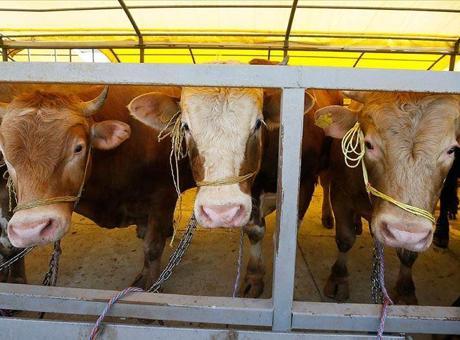 6867571bd13a6e6d2d96817f Türkiye genelinde tüm hayvan pazarları kapatıldı: Et fiyatları için dikkat çeken açıklama!