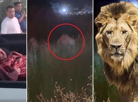 686a33ca407805e46c0384be Antalya'da aslan saldırısı! Kafesinden kaçtı, bir kişiyi ağır yaraladı: Her yerde aranıyor