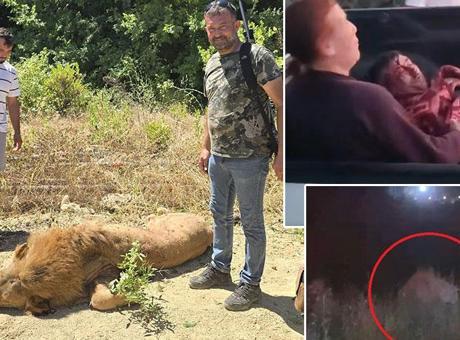 686a4c13407805e46c038517 Antalya'da aslan saldırısı! Kafesinden kaçtı, bir kişiyi ağır yaraladı