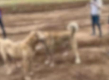 686fdc5ec4317961fa401c4d Köpek dövüştürüp sosyal medyada paylaştılar! 2 kişi yakalandı