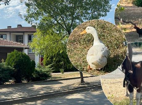 687256f2280d2d4b642c3d95 Yalova’da tepki çeken hayvan besleme yasağı! Belediyeden açıklama geldi