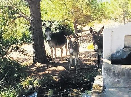 6872d6bb407805e46c03a2e0 Datça’nın yaban eşekleri yeniden doğada