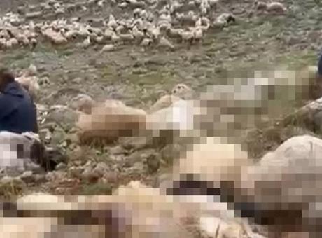6877f45f407805e46c03b688 Tunceli'de feci olay! Yaylaya yıldırım düştü, 200 küçükbaş öldü
