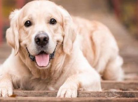 687cc2de280d2d4b642c60ea SON DAKİKA KÖPEK VE SAĞLIK HABERLERİ: EĞİTİLMİŞ KÖPEKLER PARKINSON HASTALIĞINI %98 ORANINDA TEŞHİS EDEBİLİYOR!