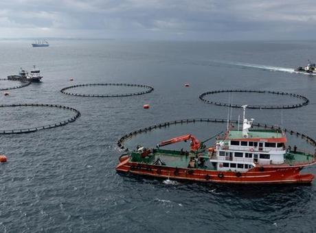 687cee41d13a6e6d2d96d1bc Yılın ilk yarısında 973 milyon 820 bin dolarlık su ürünleri ihraç edildi