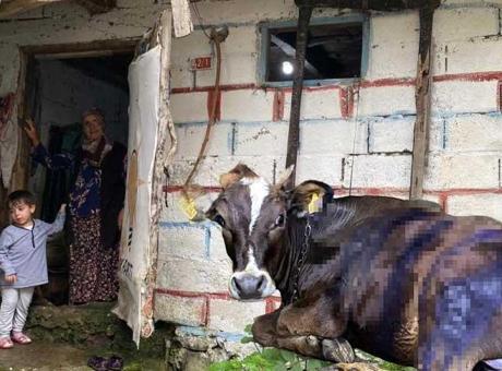 687f3505407805e46c03c73e Artvin'de ayı saldırısı! Köylüler müdahale etti: 'Üzerinde pençe izleri vardı'