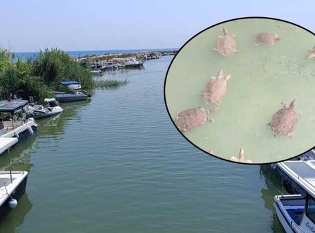 68836d16e25e42c8919a4fa2 Antalya sahillerinde gizli tehlike! 'Sivri üç tırnağıyla saldırabilir, keskin dişleriyle ısırabilir'