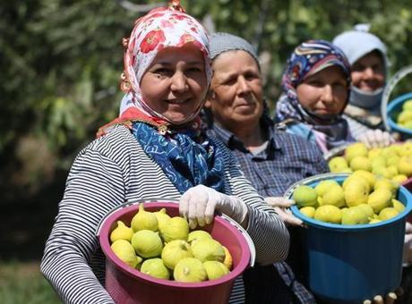 688616fba24008c540a8824a AB tescilli Aydın incirinde bunaltıcı sıcakta hasat mesaisi