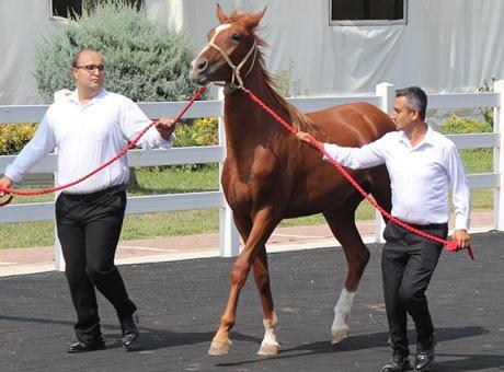 TİGEM tay satışından 45 milyon lira gelir elde etti