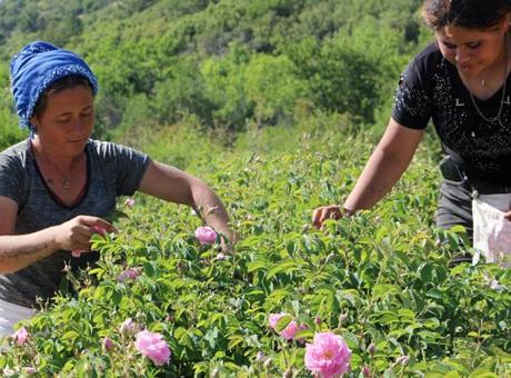 688f34dd736e83cca7f0befa Zirai don gülü vurdu, rekolte azaldı!