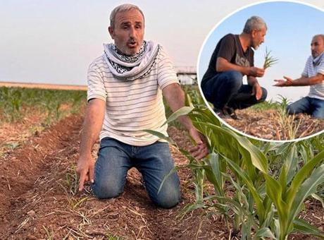688f57caa24008c540a8a83f Aynı tarla, sıra dışı olay! Ektiği tohumlar filizlendi, şaşkına döndü: Ruh sağlığım bozuldu