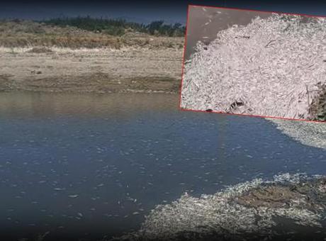 Hatay'da su seviyesi azaldı, balık ölümleri arttı