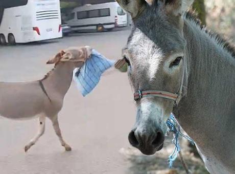 Şaka değil gerçek! Otobüs şoförü uyurken eşek yastığını çaldı: Dubaları, malzemeleri alıp kaçıyor