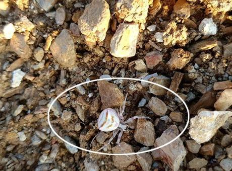 Bahçesinde gördü telefona sarıldı! Yavova'da insan yüzlü örümcek şaşkınlığı