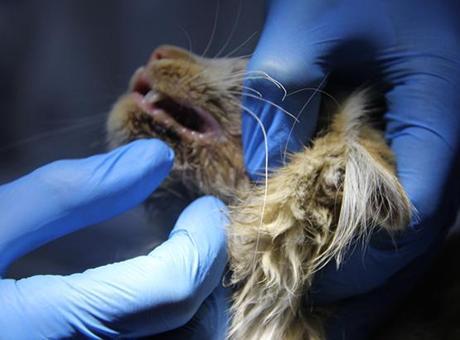 6909ab03b825a93f9900e9f8 Sivas'ta kedi AIDS'ine rastlandı! Uzmanlardan 'kontrol' uyarısı: Bulaşıcıdır