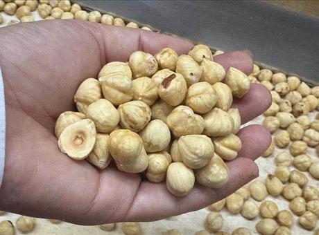 690a08a936206bb89d508762 Türkiye, fındık ihracatından 351 milyon doları aşkın gelir sağladı