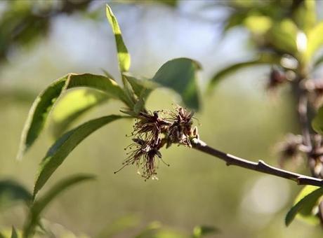 690a0cf336206bb89d50876a Zirai dondan etkilenen üreticilere yeni destek ödemesi
