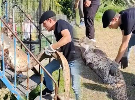 6910993a36206bb89d50ab78 Yer: Sakarya! Amatör balıkçının oltasına servet takıldı: ‘Rahat bir 70 kilosu var’