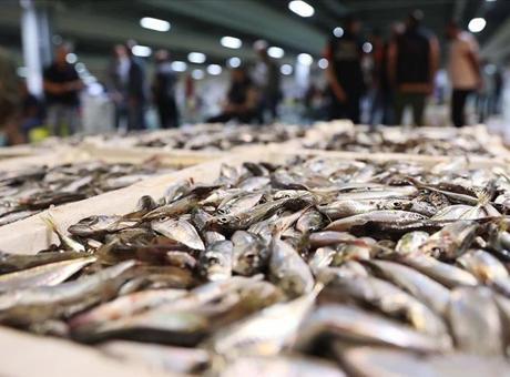 6911a831f673ab5ac3671941 İstanbul'da halde, 13 bin 923 ton balık satışa sunuldu
