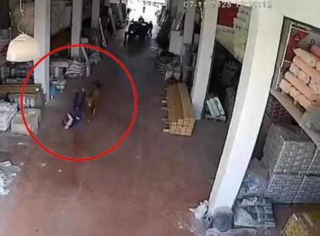 6911f913f673ab5ac3671c5d Depoya giren inek çalışanları kovaladı: O anlar kamerada