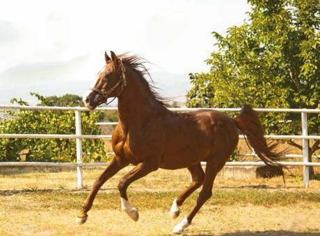 TİGEM safkan 14 Arap kısrağı satacak