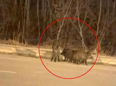 Kentin her yerini sardılar! Vatandaşlar tedirgin: Tedbirli olmalıyız
