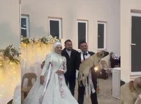 Sıra dışı düğün hediyesi! Gelen misafirler şaşkına döndü: Değeri 100 bin TL