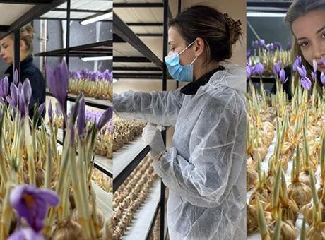 693d0b97c76a96066a67e1fc Mali müşavirlik mesleğini bıraktı: Safran üretimine başladı; gramı 700 TL