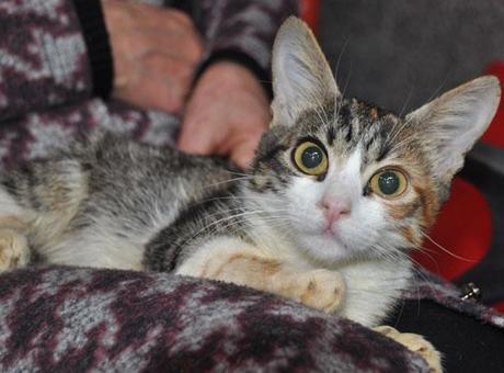 Evcil hayvan sahipleri dikkat! Çip için son tarihi kaçıranları para cezası bekliyor