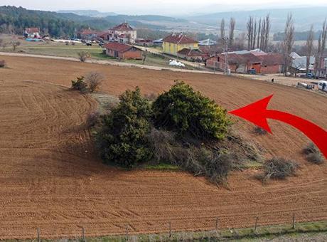 Dışarıdan bakan çalılık zannediyor, içine giren inanamıyor: Bambaşka bir dünya