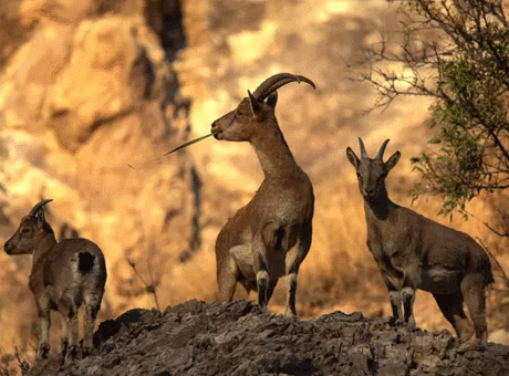 Ava giderken avlandı: Yaban keçisi vuran şahsa 953 bin TL ceza!