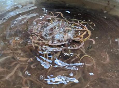 Yıllık üretim kapasitesi tam 35 ton! Deniz solucanlarını böyle yetiştiriyorlar