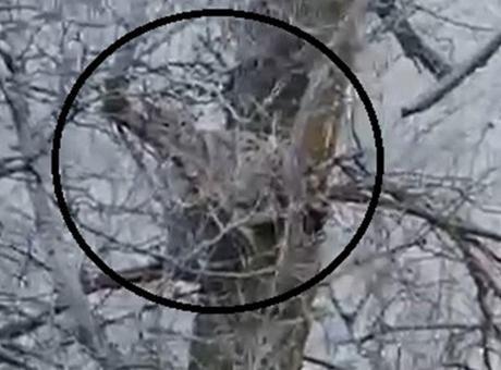 Yer: Sivas! Ağaçta görüntülendi, herkes hayrete düştü