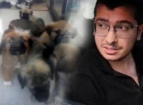Köpeklere cinsel istismarda bulunup, öldüren doktorun cezası belli oldu! 'Bebekliğimizde kesilen saçlar' savunması