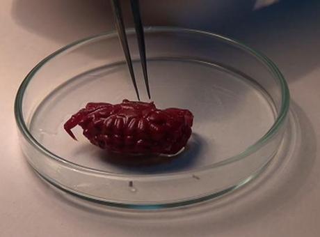 Akdeniz’de sessizce değişiyor! Türkiye kıyılarında ilk kez görüldü