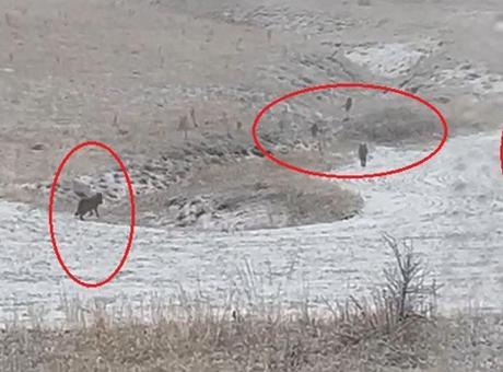 Yer: Bayburt! Köylüleri dehşete düşüren görüntü