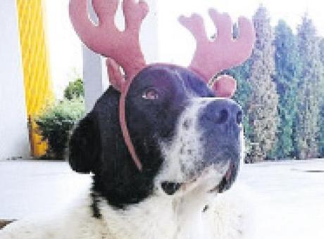 Matmazel’in ölümüne soruşturma! Görevlerinden uzaklaştırıldılar