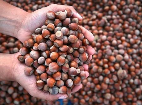Fındık ihracatından 2,2 milyar doların üzerinde gelir!