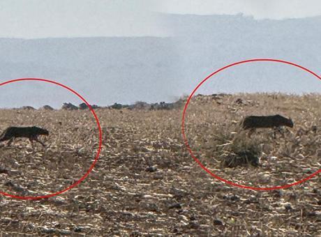 Şırnak’ta büyük yırtıcı! Görüntüler bir köylü tarafından kaydedildi: 2013’te Diyarbakır'da tespit edilmişti