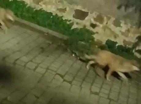 Tatil cenneti 3 ilçede tedirginlik eden görüntü! Gece ortaya çıkıyorlar: Çöp konteynerlerini kapalı tutun