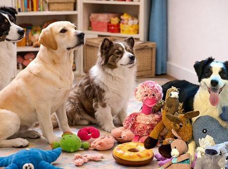 'Otur'dan fazlası: Köpekler konuşmaları çözüyor! Bilim insanlarını şaşırtan keşif