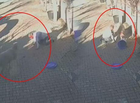 Silivri'de dehşete düşüren koç saldırısı! Sahibini hastanelik etti