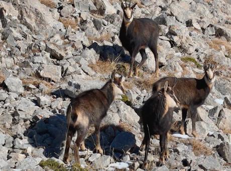 Munzur Dağları’nda çengel boynuzlu keçiler dronla görüntülendi