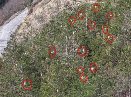 Piknikçiler dikkat! Ağaçları sardı, tedirginlik başladı: ‘İnsanlarla temas ettiğinde alerjiye yol açar’