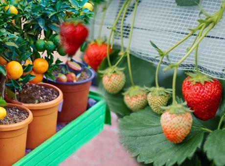 Yetiştirmek için balkona bahçeye gerek yok! Tane tane meyve veriyor