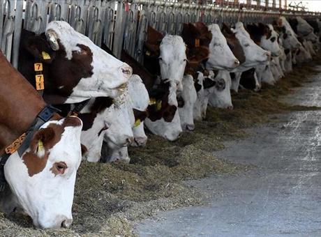 Büyükbaş hayvan sayısı arttı