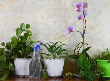 Kaloriferin basık havasından geçilmiyor... Bu bitkiler odayı nemlendirecek! Daha ferahmış